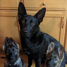 German Shepherds from Sieger Haus GSD