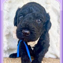 ANTHONY - Black male Goldendoodle puppy in Houston, Texas from Pia’s Doodle Poodle Wag