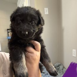 Amethyst - Bi-color female German Shepherd puppy in Salem, Virginia from Vom Kylohaus German Shepherds