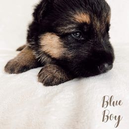 German Shepherd Puppies from Buxton Oregon Shepherds