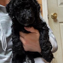 Green Girl (Ginny) - Black and white female Bernedoodle puppy in Moulton, Alabama from Triple W Doodles