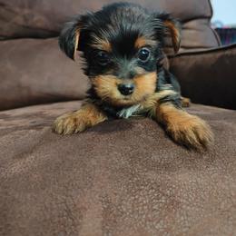 Mr. Grey - Black and tan male Yorkshire Terrier puppy in Woodway, Texas from The Yorkie Empire