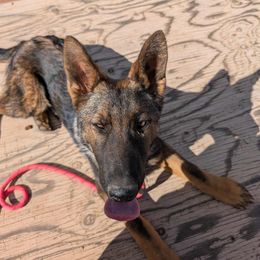 Kono - Sable male German Shepherd puppy in Sierra Vista, Arizona from KnightWatch K-9