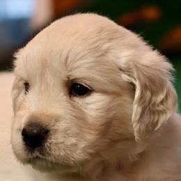 Boy 1 - male Golden Retriever puppy in Riverview, Florida from English Cream Goldens of Tampa Bay