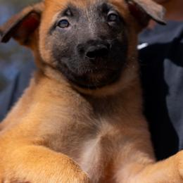 Yankee - Fawn male Belgian Malinois puppy in Lincoln, Nebraska from Nebraska K9