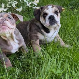 Zelda (f1) - Fallow female Bulldog puppy in Marysville, Washington from BulldogWA