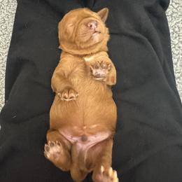 Rookie - Red  male Goldendoodle puppy in Twin Falls, Idaho from Magic Valley Family Doodles