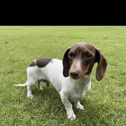 Dottie - Dachshund