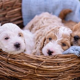 Goldendoodles from SS Goldendoodles