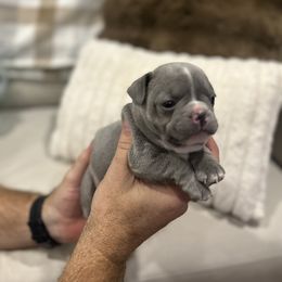 Slate - Blue male French Bulldog puppy in Estes Park, Colorado from Camper Puppy