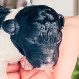 Poodles, Sheepadoodles, and Whoodles from Fleury Farm Doodles TN