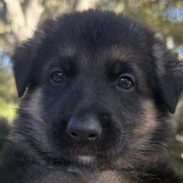 Boz - Black and tan male German Shepherd puppy in Central Florida, Florida from Vom Furstenhund