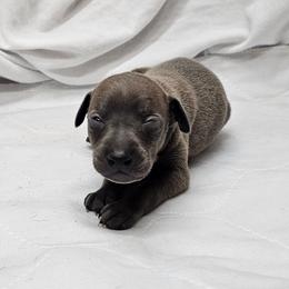 Dax - Blue male Italian Greyhound puppy in Newalla, Oklahoma from Heartland Iggys