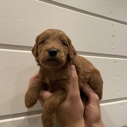 Goldendoodle Puppies from Our Golden Willow