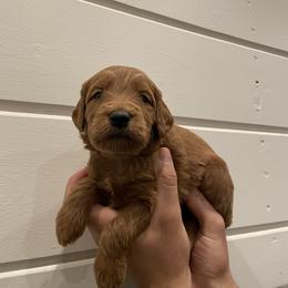 Goldendoodle Puppies from Our Golden Willow
