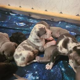 German Shepherd and Great Dane Puppies from White Pine Acres K9
