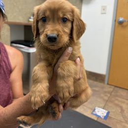 Girl 3 - Dark golden female Golden Retriever puppy in Chandler, Arizona from Arizona Dream Goldens
