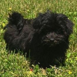 Catia - Black female Maltipoo puppy in Lebanon, Kentucky from Mosaic Merle Doodles