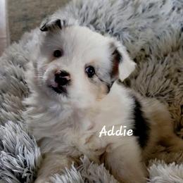 Addie - Blue merle female Miniature Australian Shepherd puppy in Waxhaw, North Carolina from Cane Creek Aussies