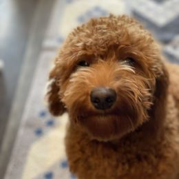 Red - Goldendoodle