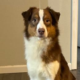 Karat - Red tri-color male Australian Shepherd puppy in Castle Rock, Washington from Zoolo Kennels