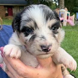 Skye - Blue merle female Australian Shepherd puppy in Four Oaks, North Carolina from RoseWest Farms