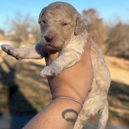 Banana cream - White male Sheepadoodle puppy in Greeneville, Tennessee from Smokey Mountain Sheepadoodles