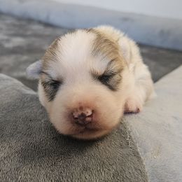 Squirrel - Wolf sable male Pomsky puppy in Stover, Missouri from Lx2 County Line Pomskis
