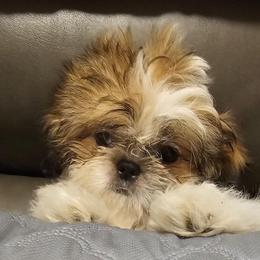 Buttons - Tricolor female Shih Tzu puppy in Victorville, California from RUMBLE n TUMBLE