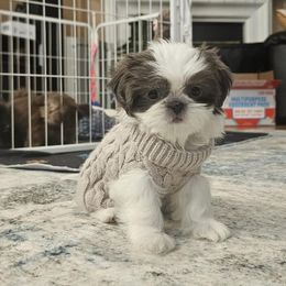 Mollie - Silver and white female Shih Tzu puppy in Corona, California from Ju Shih Tzu