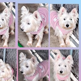 Roxy - West Highland White Terrier