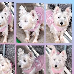 Roxy - West Highland White Terrier
