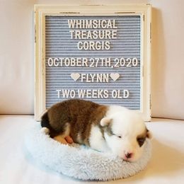 American Corgi and Pembroke Welsh Corgi Puppies from Whimsical Treasure Corgis