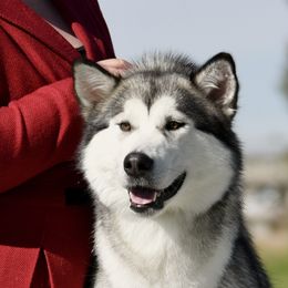 Topaz - Alaskan Malamute