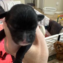 Boy 1 - Black and white male Cavalier King Charles Spaniel puppy in Melbourne, Florida from Majestic Cavaliers of Melbourne FL