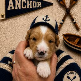 Anchor - Red  male Goldendoodle puppy in Placerville, California from New Dawn Poodles and Doodles