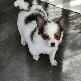 Sable girl - White and sable female Papillon puppy in Joshua, Texas from Summertime Kennels