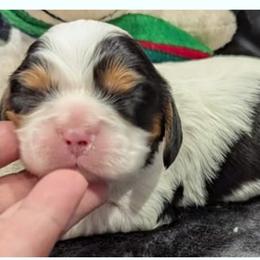 Australian Mountain Doodles, Bernedoodles, Cavalier King Charles Spaniels, Cavapoos, and Goldendoodles from Quartz Mountain Doodles