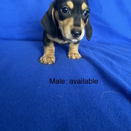 Dachshund Puppies from Sunshine’s Dachshunds