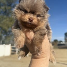 Rocco - Chocolate merle male Pomeranian puppy in Newport Beach, California from Exotic City Pomeranians and chihuahuas
