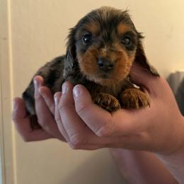 Loki - Dapple male Dachshund puppy in Dinwiddie, Virginia from White Oak Kennels
