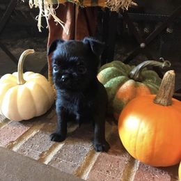 Bernese Mountain Dog and Brussels Griffon Puppies from Brooks Berner Bears