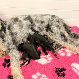 Goldendoodle puppies from Pawlydoodles