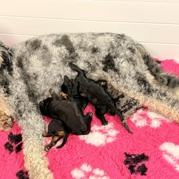 Goldendoodle puppies from Pawlydoodles