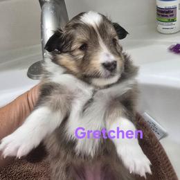 Gretchen - Sable & white female Toy Shetland Sheepdog puppy in Houston, Texas from LaLa's Lilliputian Lassies