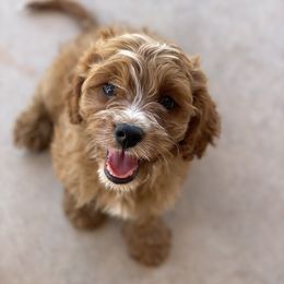Cavapoo Puppies from Perfect Puppy Paws