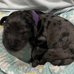 Goldendoodle Puppies from U Need A Doodle