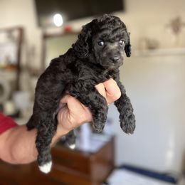 Boy 3 - Silver male Poodle puppy in Dallas, Texas from Infinity Poodles