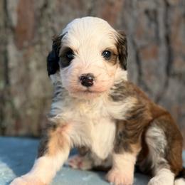 Isle - Sable female Bernedoodle puppy in Russellville, Arkansas from Crossgate Doodles