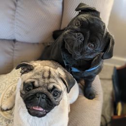 French Bulldogs and Pugs from Russell's Pugs and Frenchies